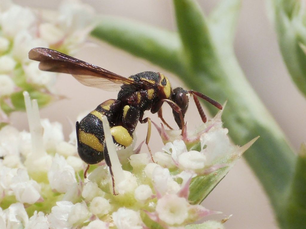 Leucospidae: Leucospis sp. in corteggiamento: Leucospis brevicauda